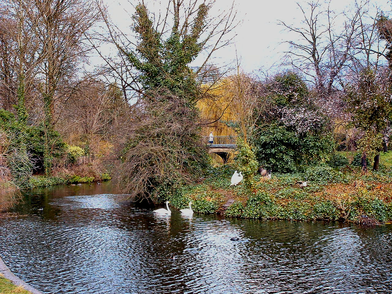 Swans on lake